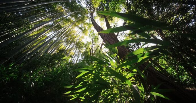 Low silhouette shot of trees and bamboo thicket in Japan