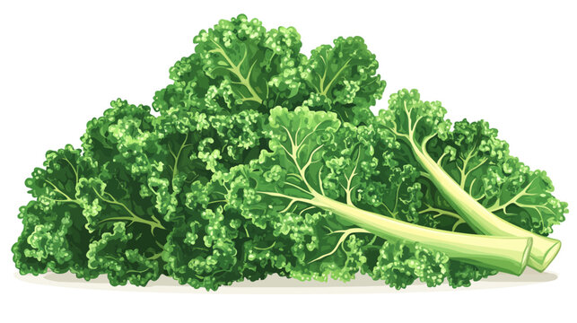 Bundle of curly kale with thick pale stems and vibrant dark-green leaves, fresh