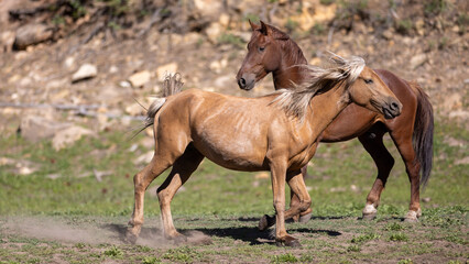 Obraz premium Wild horse palomino mare trotting away from chestnut stallion in Apache Sitgreaves National Forest near Heber Arizona United States