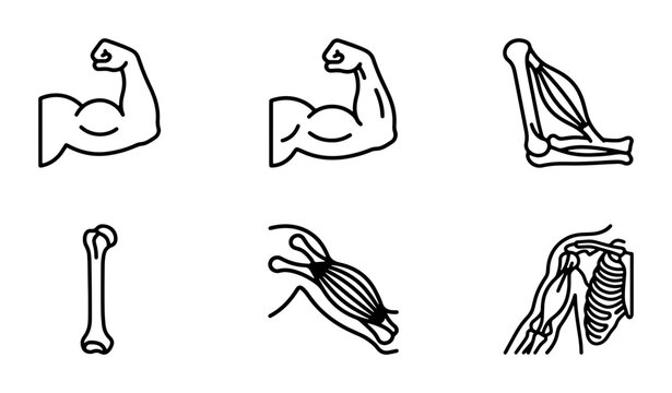 Human Anatomy Icons: Biceps, Triceps, Bone, Muscle, Shoulder, Arm Vector Set