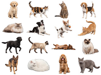 Fototapeta premium Collection of Various Dogs and Cats on Black Background