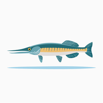 Illustration of a Garfish with a Long Snout