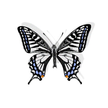 揚羽蝶 Images – Browse 1,842 Stock Photos, Vectors, and Video