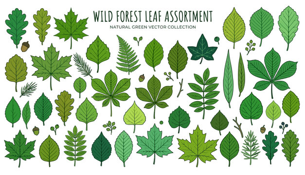 Illustration of Wild Forest Leaf Assortment with Green Foliage and Natural Variety