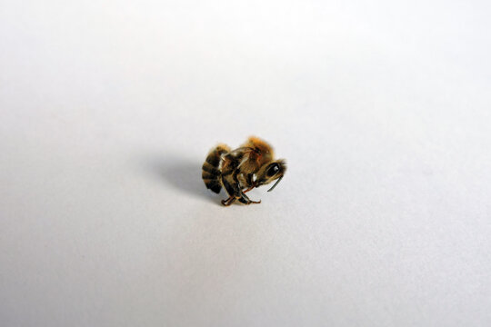 Macro shot of a honey bee with extended proboscis, dead bee anatomy on white background, high detail insect photography