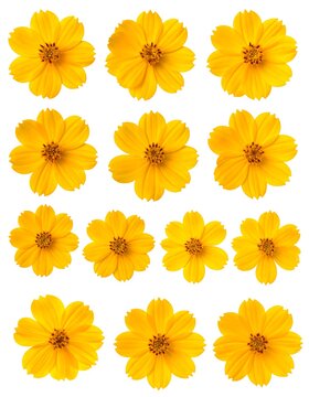 A collection of thirteen yellow flowers with orange centers