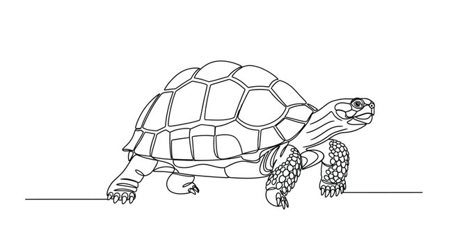 Hand drawn outline sketch of a walking tortoise with tortoise wildlife creature