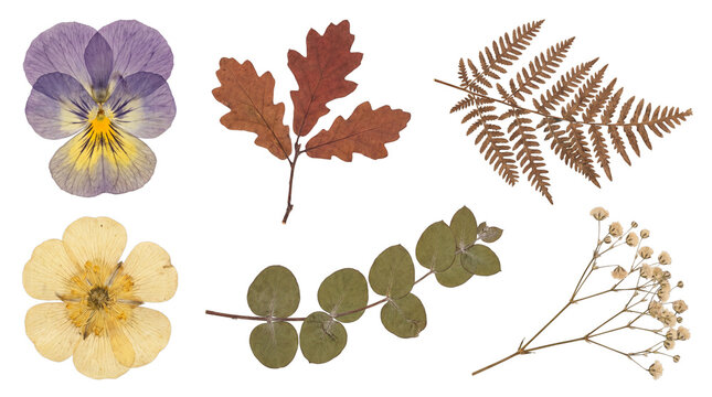 Herbarium set with pressed autumn leaves and dried flowers