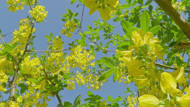 Flowering of Laburnum tree against a blue sky on a sunny spring day, moving down between branches 