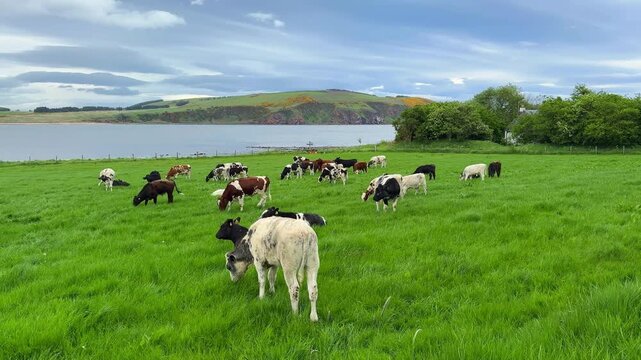 Cows on a Green Pasture by a Sea Bay in Scotland
