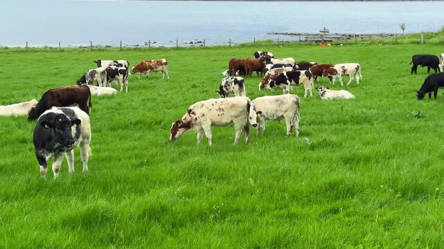 Cows on a Green Pasture by a Sea Bay in Scotland