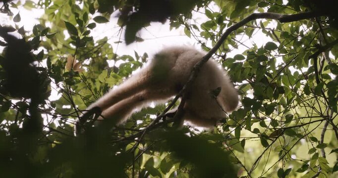 Spectacled langur enjoy climb on tree branch in the tropical forest park