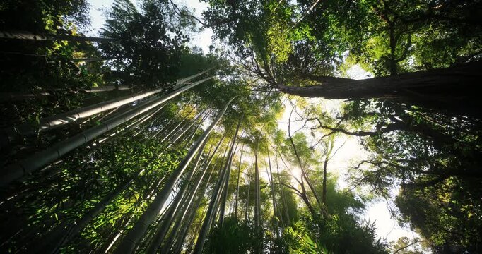 Rotating low shot of beautiful trees and bamboo thicket in Japan