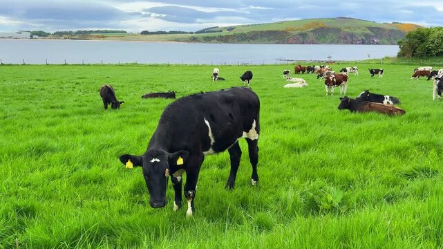 Cows on a Green Pasture by a Sea Bay in Scotland