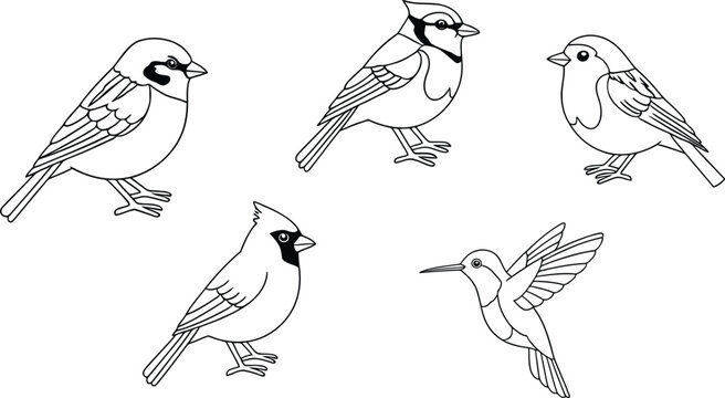 Set of cute wild birds in line art style for coloring book pages