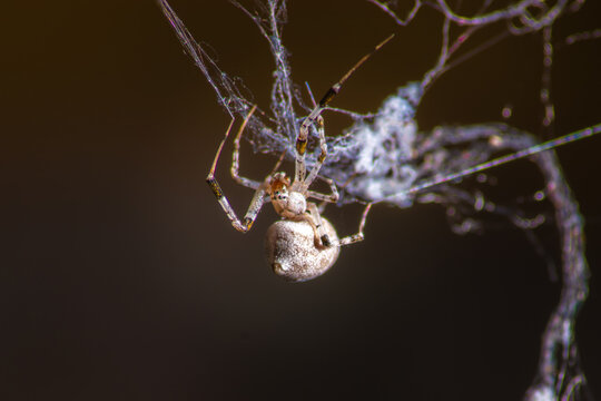 Ara&ntilde;a