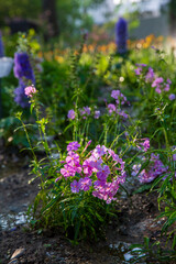 Obraz premium Medicinal and ornamental Phlox in full bloom.