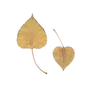 Pressed Leaves Isolated on White Background. Herbarium of Poplar Foliage. Scanned Botanical Elements. Heart Shaped Leaf.