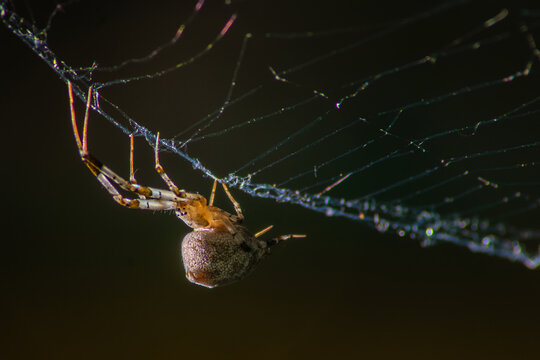 Ara&ntilde;a