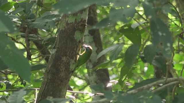 An adult Green-Eared Barbet (Psilopogon faiostrictus) chiseling a nesting cavity into a tree trunk in dense tropical jungle. Captured in Thailand with natural backlit forest atmosphere and foliage.