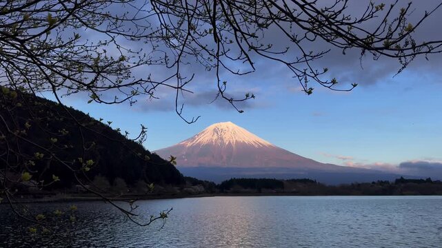 Beautiful evening view of Mount Fuji rising above Tanuki Lake in Shizuoka, Japan. Snow-covered volcanic peak framed by tree branches on foreground