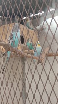 group of colorful budgerigars ( parakeets ) sitting on a wooden branch inside a cage a viary