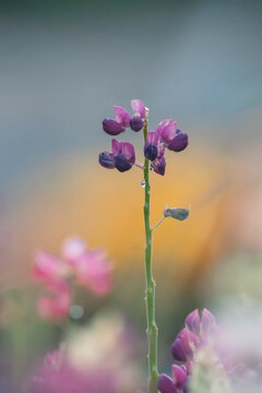 Close Up of Pink and White Lupine Flowers Blooming in Natural Light with Dark Background and Soft Focus.