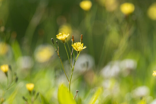 Wild Yellow Flowers Blooming in a Green Meadow with Soft Bokeh and Natural Spring Light.