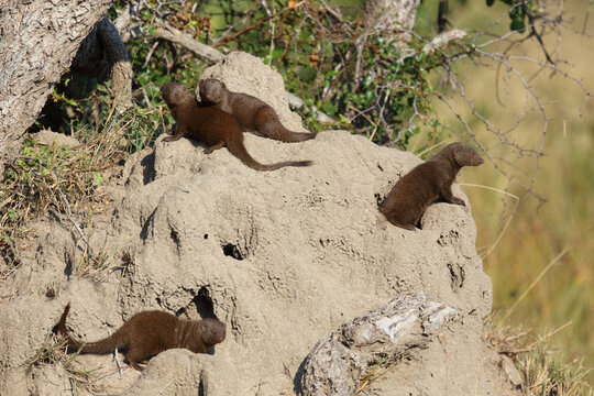 S&uuml;dliche Zwergmanguste auf Termitenh&uuml;gel / Dwarf mongoose at Termit's nest / Helogale parvula