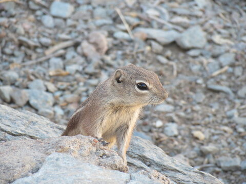 Chipmunk