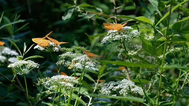 Video of Argynnis butterflies sit on ground elder or Aegopodium podagraria flowers.