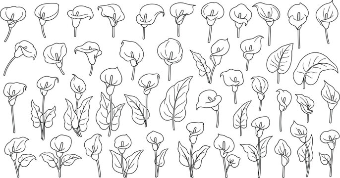 Calla Lily and Arum Flower Botanical Sketch Vector Set Featuring Vintage Floral Line Art, Buds, and Leaves for Elegant Wedding Invitation and Pattern Designs