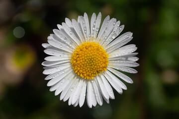 Fototapeta premium Close Up of White Daisy Flower with Dew Drops on Petals in Natural Garden Light and Dark Green Background.