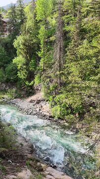 Cogne, Aosta Valley, Italy - Vertical footage of River Urtier water flowing among pine trees of the forest. Natural mountain scene at spring time.