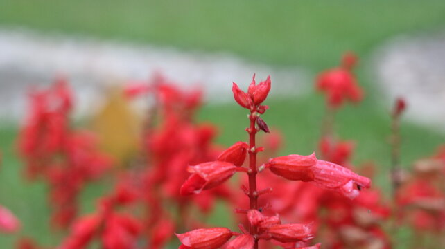 Scarlet Sage Flower Close-Up 