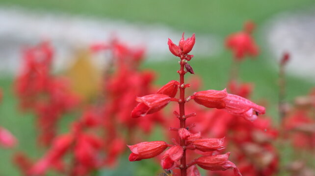 Scarlet Sage Flower Close-Up 