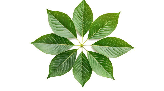 Green leaves forming a flower shape on white background
