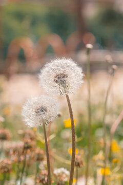 Dandelion Seed Heads Standing in a Spring Meadow with Soft Green Background and Peaceful Natural Atmosphere.