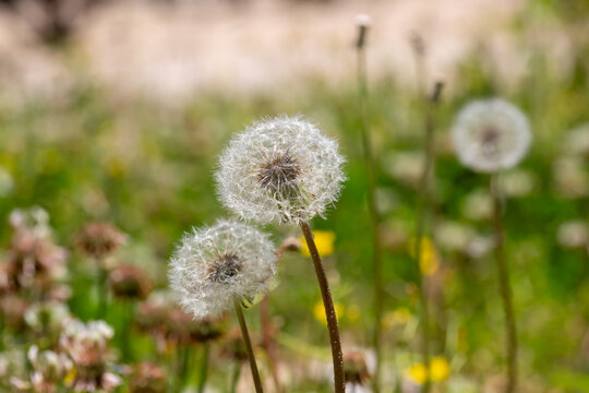 Dandelion Seed Heads Standing in a Spring Meadow with Soft Green Background and Peaceful Natural Atmosphere.