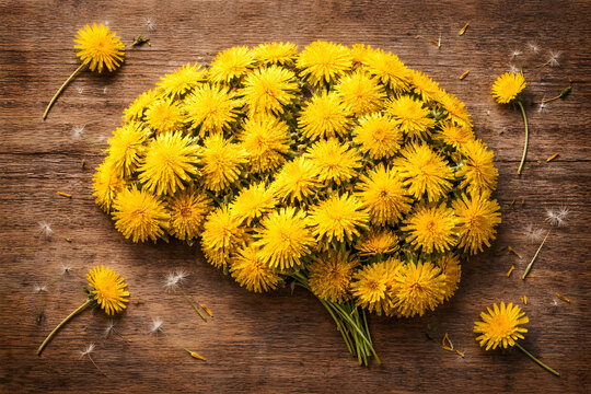 Dandelion flower brain shape on rustic wooden background, natural mental health concept, herbal wellness creativity symbol, mindfulness therapy, psychology, brain care, spring nature healing idea, flo
