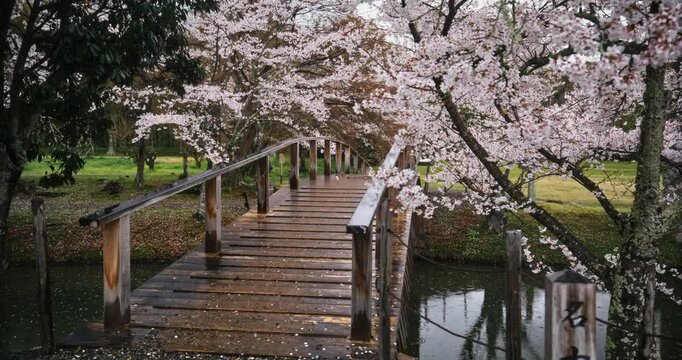 Kid with backpack running across wooden bridge in Japan near spring cherry bossoms as it rains - steady cam shot