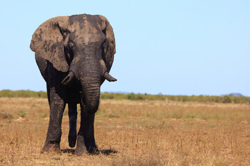 Fototapeta premium Afrikanischer Elefant / African elephant / Loxodonta africana