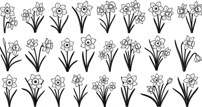 Vintage Daffodil and Narcissus Flower Botanical Sketch Vector Set Featuring Elegant Spring Blossoms, Buds, and Linear Leaves for Wedding Invitation and Floral Pattern Designs