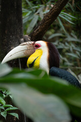 Hornbill © 梦馨 宋