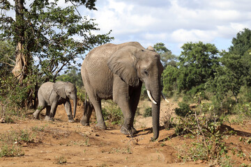 Obraz premium Afrikanischer Elefant / African elephant / Loxodonta africana