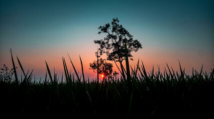 Fototapeta premium sunset in the grass