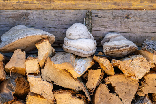 Three large greyish-white tinder fungi placed on top of a pile of chopped firewood against an old horizontal wooden log wall, showing natural texture of bark, grain, and weathered wood in daylight.