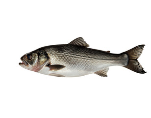 Fototapeta premium Isolated Bass Fish Side View Transparent Background