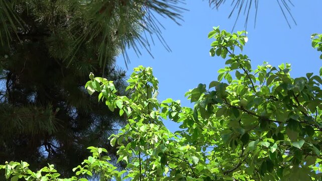 松と青空