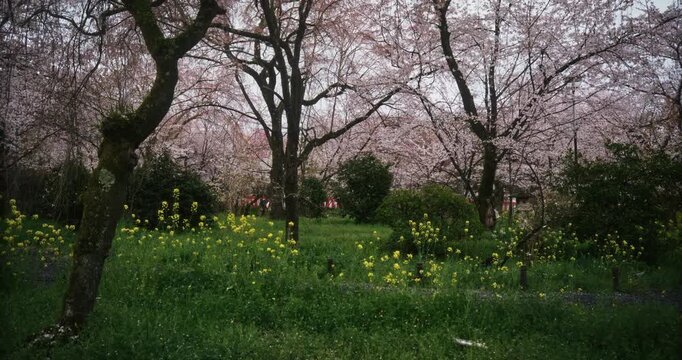 Japanese park filled with spring cherry blossom trees - tracking shot